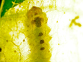 Fenusa pumila larva